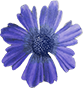 Elysian-Flower-15.png